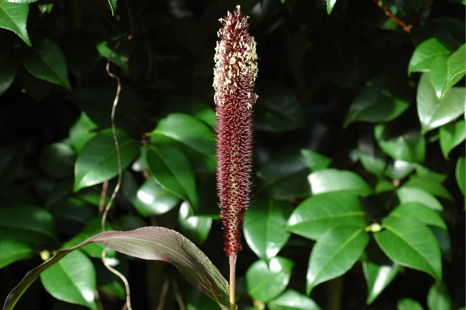 ミレットパープルマジェスティの穂と残念な巨峰 Papuchi Home 楽天ブログ