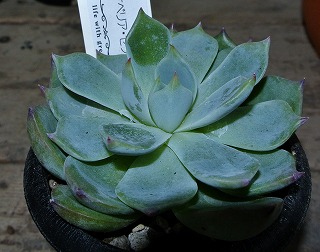 DSC_4843.jpg