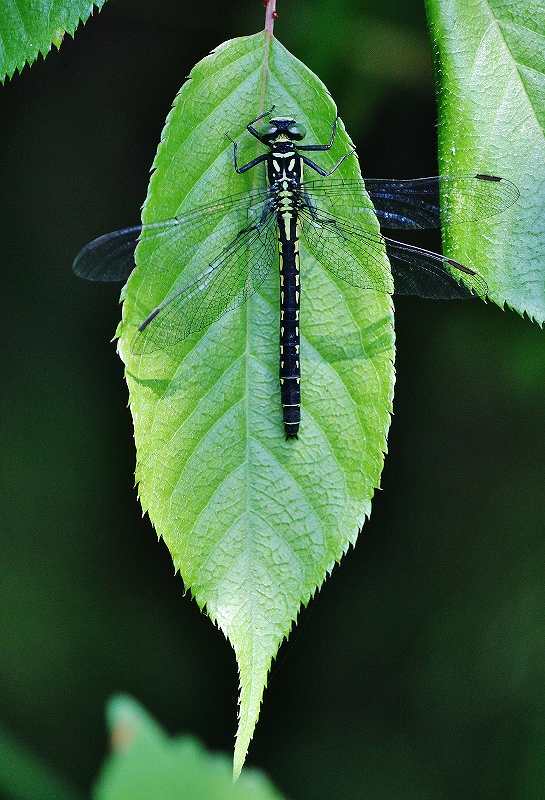 IMG_0757 (545x800).jpg