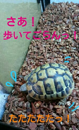 rblog-20151014194728-05.jpg