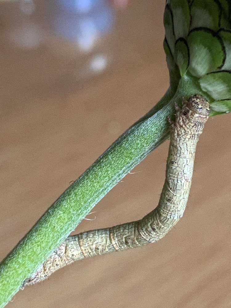 半径50メートルの世界 尺取虫 ラクテンババのツブヤキ 楽天ブログ