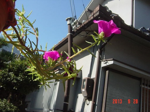 DSC01217.JPG