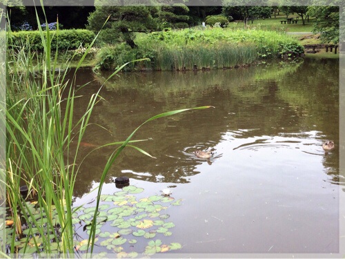 久良岐公園の大池