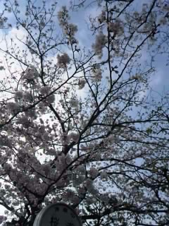 桜