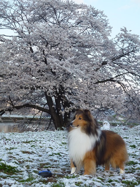 P1020388 - コピー.JPG