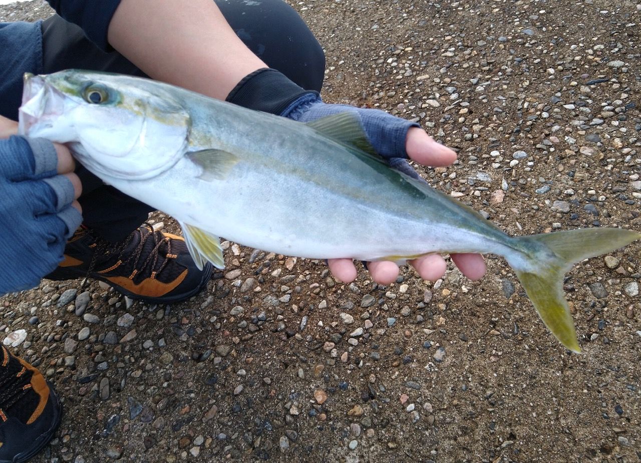 久々の能登での釣り ヒラマサ アオリイカ タガメヒラマサの釣り ときどきグルメ 楽天ブログ