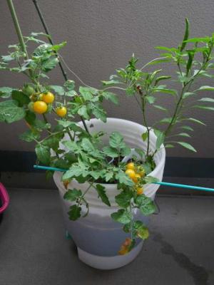 水耕栽培 ミニトマト べらんでぃずむ ベランダ菜園とか 楽天ブログ
