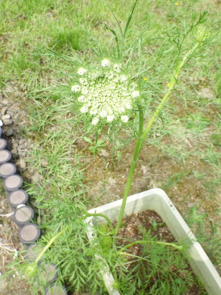 にんじんの花 って見たことありますか やまんば岩木のブログ 楽天ブログ