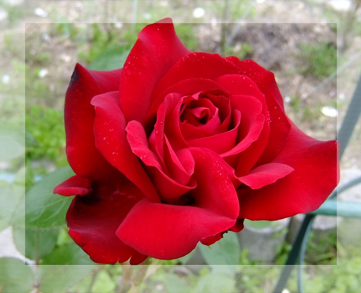 roseb.jpg