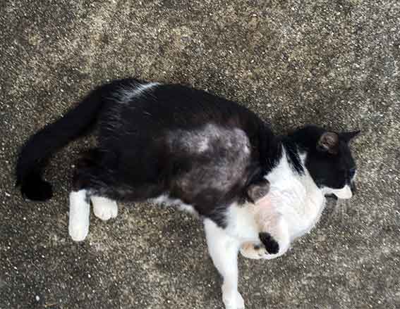 我が家のニャンコ♪2015/11/17-2