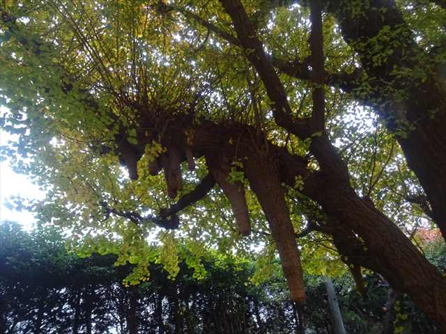 DSC07809_R.JPG