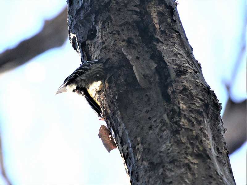 冬の高尾山で出会った野鳥 コゲラ ツグミ ガビチョウ Himekyonの部屋 楽天ブログ