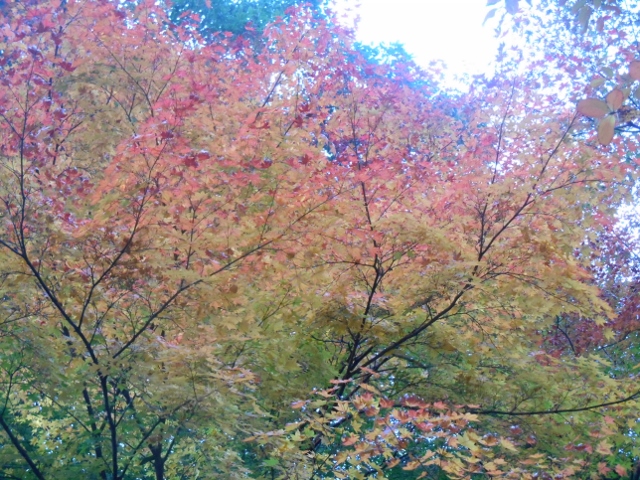 004 (640x480).jpg