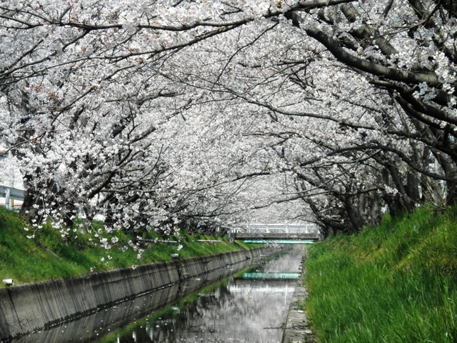 桜、下から