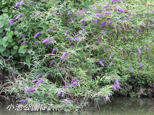 小池公園にて