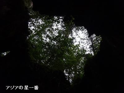 20160601 縄文杉15