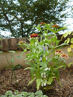 P1240067ss.jpg