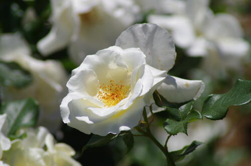 谷津バラ園のバラの花