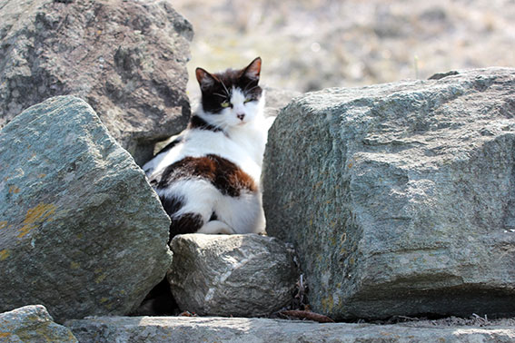 我が家のニャンコ♪2014/05/2-2