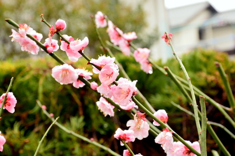 梅の花