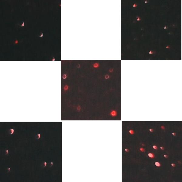 NGC7000_等倍四隅04.jpg