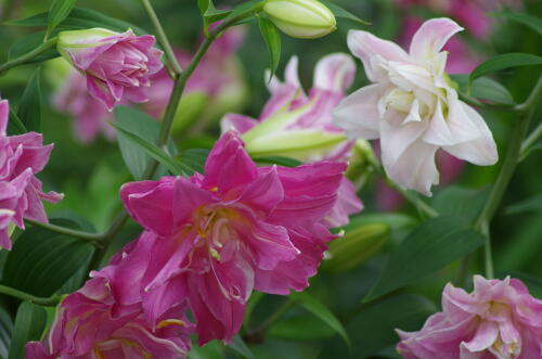 昭和記念公園のゆりの花