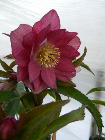 DSCN0698.JPG