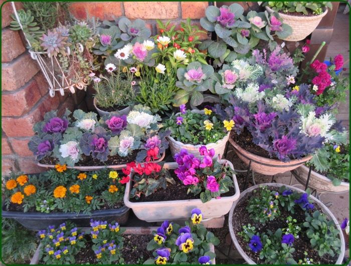 オステオスペルマムのきららとローダンセマムの植え替えと育て方 狭い庭を花いっぱいにする育て方 楽天ブログ