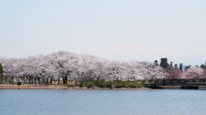 植物園の桜　4.9　2014