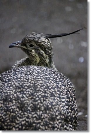 東京旅行-80 カンムリシギダチョウ-1 13.10.5