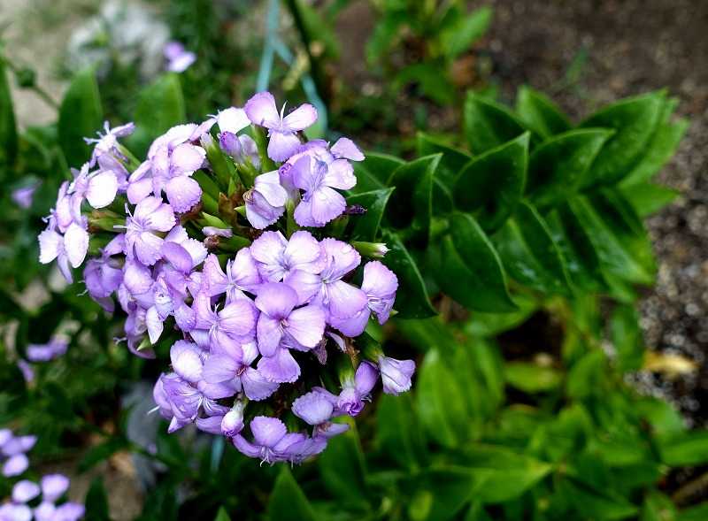 ８月１２日 今日の一花 ハマナデシコ 浜撫子 Gazengamaのブログ 散歩中に出合った花と趣味の陶芸作品 楽天ブログ