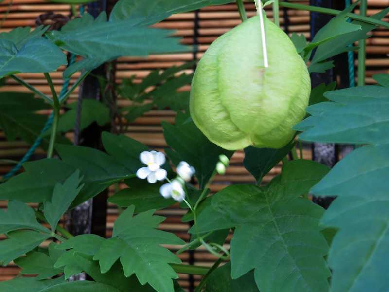 8月9日 今日の一花 フウセンカズラ 風船葛 Gazengamaのブログ 散歩中に出合った花と趣味の陶芸作品 楽天ブログ