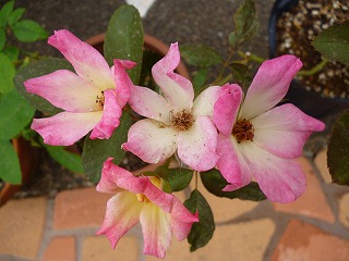 P1080019ss.jpg