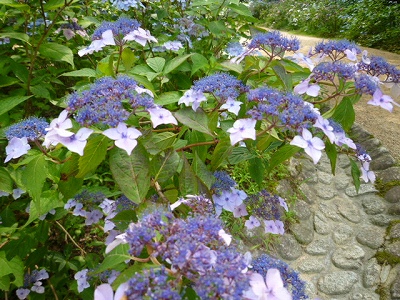 花４
