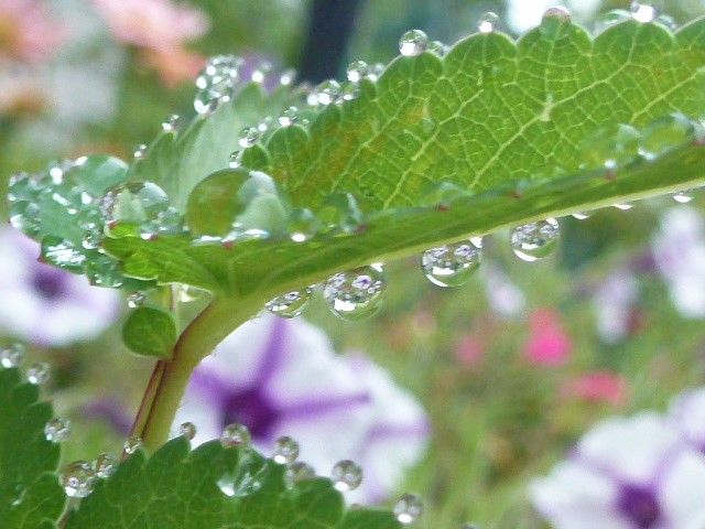 葉っぱについた滴 むくのブログ 楽天ブログ