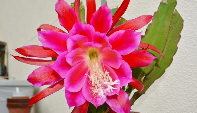 DSC_1248 (2400x1382) (640x369).jpg