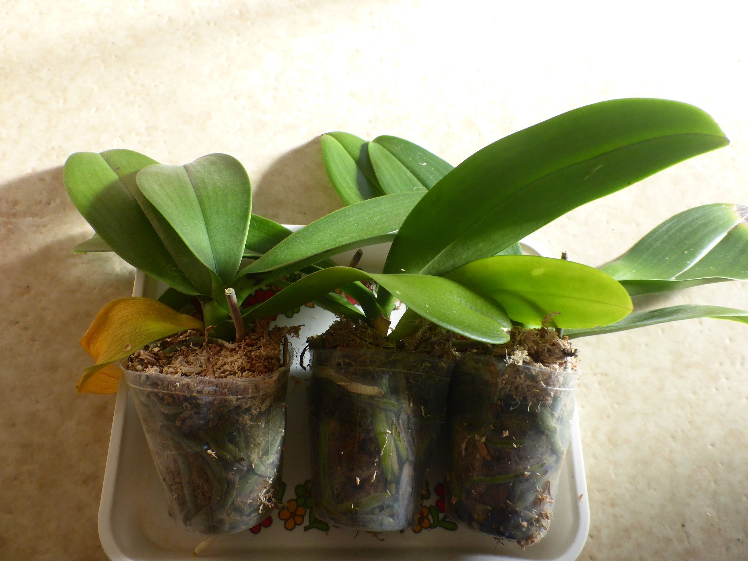 胡蝶蘭の植え替えをしました わかくさ日記 楽天ブログ