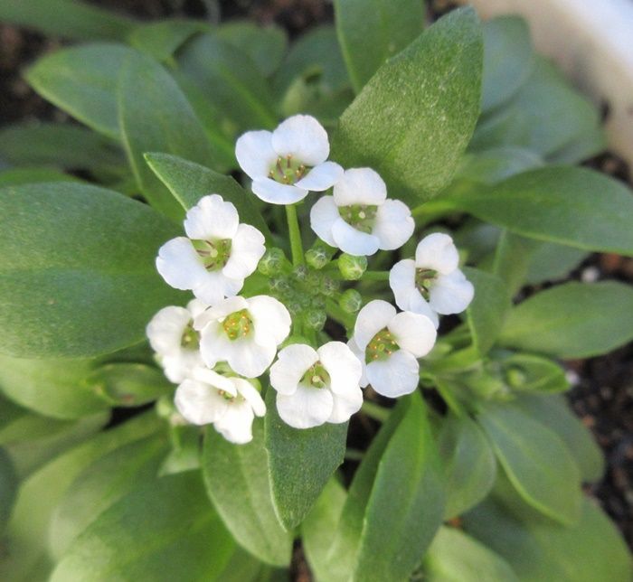 脇役に美しいスイートアリッサムとイオノプシジウムとカラーリーフ 狭い庭を花いっぱいにする育て方 楽天ブログ