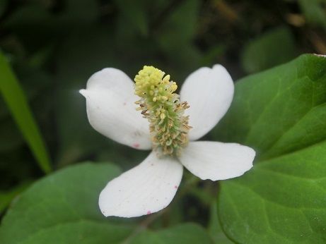 困りもの ドクダミ を十薬に ドクダミ茶と化粧水 サッカー 静かな時が流れる 風の庭 楽天ブログ