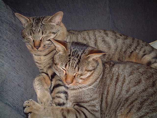 DSCF1109ss.jpg