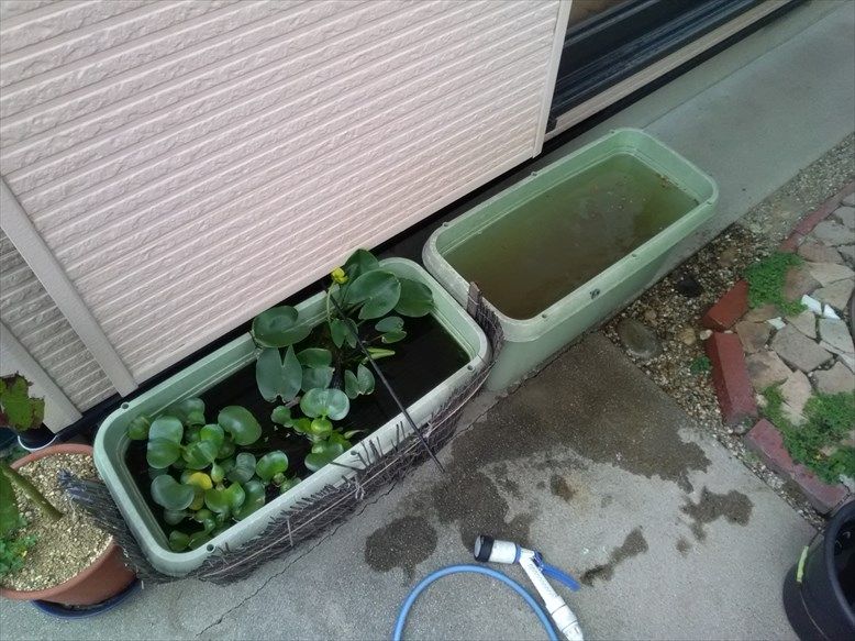 死者の土をふるいにかける プランター水槽追加 アボガドに新しい葉が出てきました ヨッシイのブログ 楽天ブログ