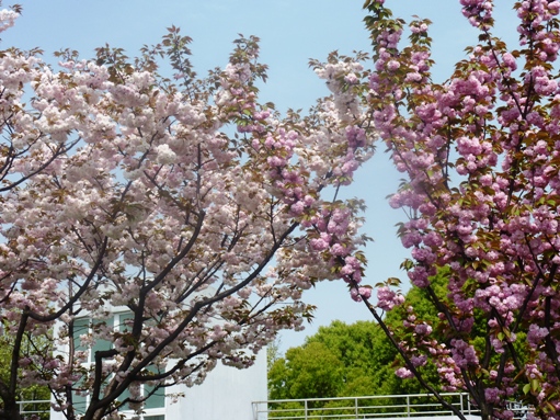 034桃の花.jpg