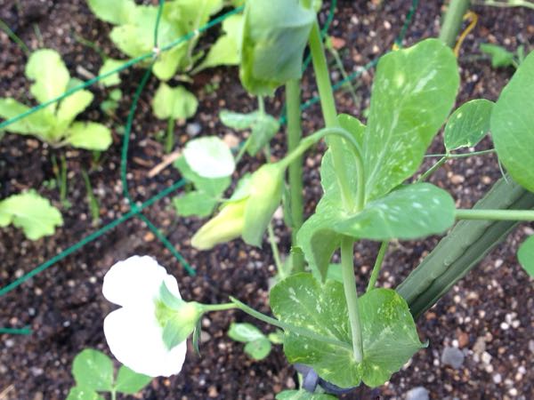 rblog-20151212223157-01.jpg