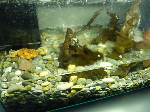 男鹿水族館ＧＡＯ