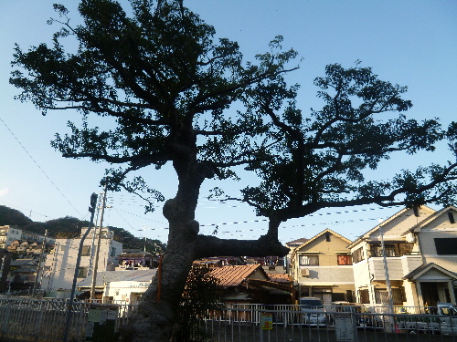 P1080045(1).JPG