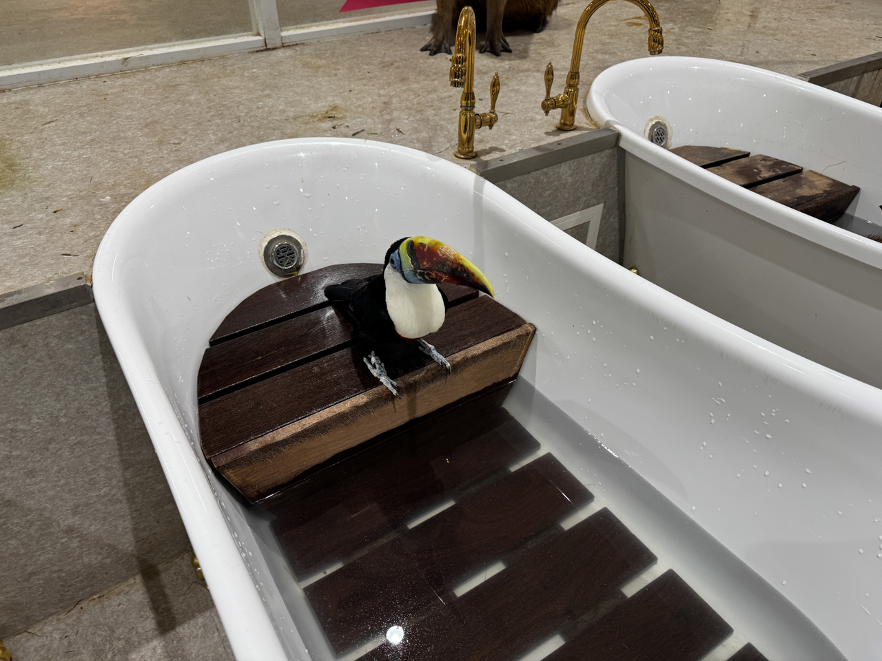 アニタッチ東京ドームシティ シロムネオオハシさんはカピバラ