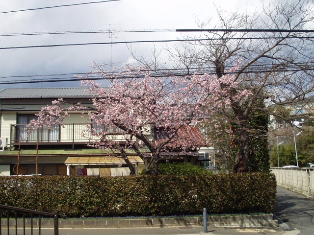 なに桜だろう.JPG