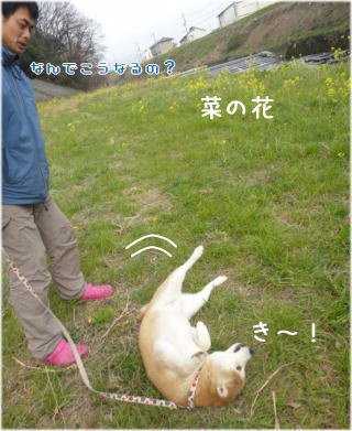 菜の花6.jpg