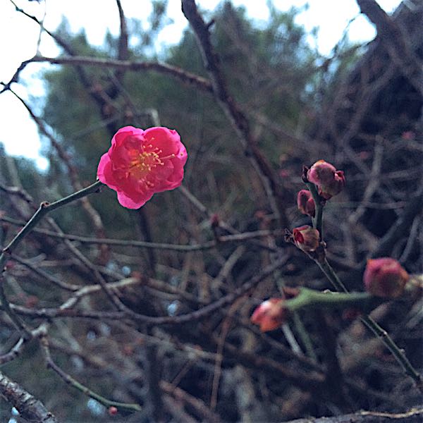 rblog-20160109215621-01.jpg