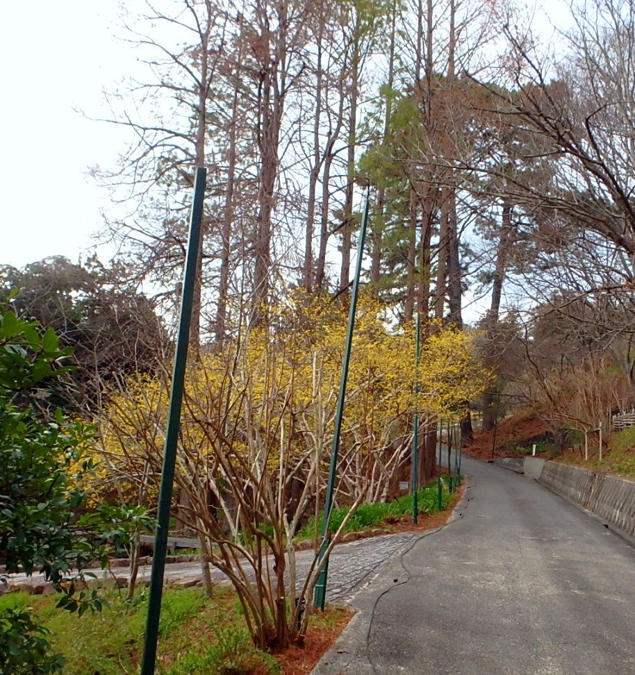 ユキヤナギ シナレンギョウ ムスカリほか 半田山植物園 楽天版じぶん更新日記 楽天ブログ